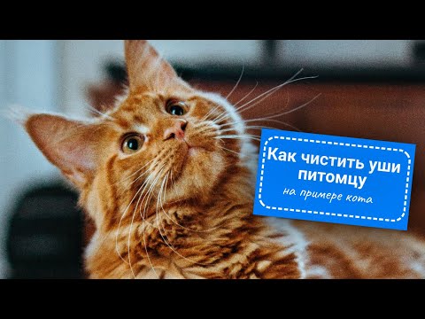 Как правильно чистить уши кошке и собаке (на примере кота)