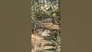طريقة ري النخيل بعد التلقيح 