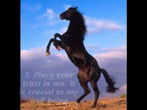 Ten Commandments For Horses 