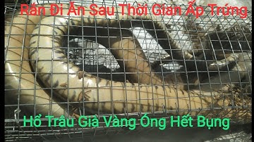 Bẫy Rắn Hổ Trâu Khủng Mùa EURO-Rắn Hổ Trâu,Hổ Vện Già, Vàng Óng- Bẫy Rắn Tây Nguyên Mùa Rắn Ấp Trứng