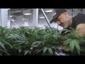 State of The Art Cultivation: A Stroll Through The Grove