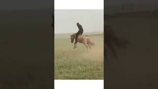 Мongolian horseman Монгол адуучин залуус