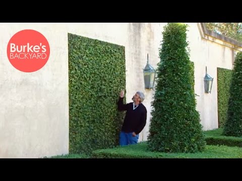 Video: Creeping Fig Vine: Dyrkning af krybende figen i haven og hjemmet