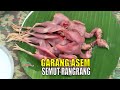 GARANG ASEM SEMUT RANGRANG | JEJAK SI GUNDUL (17/09/20) Part 1