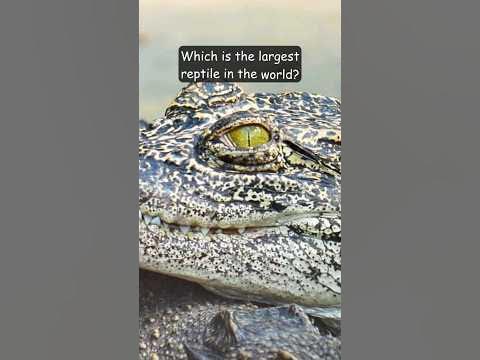 Which is the largest reptile in the world? #shorts #wildlife #crocodile