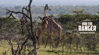 Giraffe Bulls "Necking" | Lalashe Mara Ripoi Safari