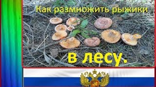 сбор грибов.Рыжиков. В 2015 году. You Tube