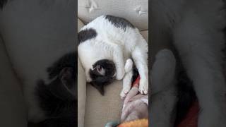 Creatures on the couch