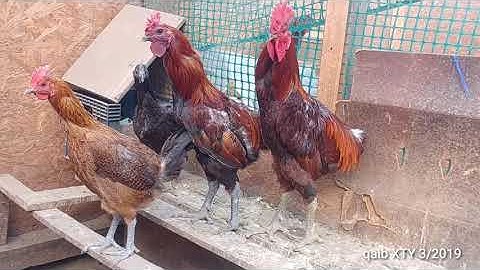 Qaib Hmoob Qaum Teb USA - Lau Mos