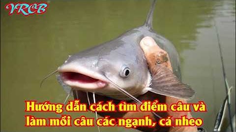 Hướng dẫn cách làm mồi và cách tìm chỗ câu cá ngạnh, cá nheo hiệu quả