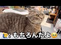 おいでって言ったら猫が膝の上に乗ってきて...