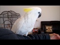 Nessy the cockatoo is 10 month old, so much love and fun!