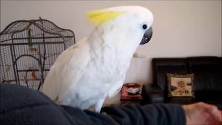 Nessy the cockatoo is 10 month old, so much love and fun!
