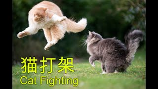猫打架 Cat fighting