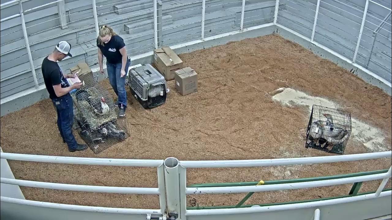 Everson Auction Market Live Stream 5/17/2021 YouTube