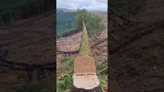 Forestry Compilation Wales