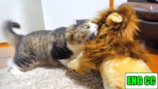 【ボス猫VS百獣の王】ある日突然家に現れたライオンに襲い掛かったボス吉！王者対王者の壮絶バトル勃発！