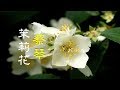 蔡琴 茉莉花 芬芳美麗滿枝椏 Mo Li Hua 蔡琴 茉莉花 芬芳美麗滿枝椏 Mo Li Hua