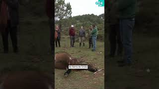 ⚫ BAIONA | MATAN unha EGUA dun tiro na SERRA DA GROBA