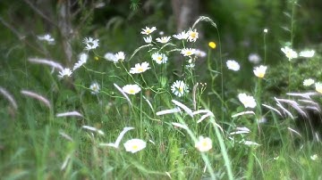 The Smiths - Please Please Please Let Me Get What I Want  [ Original Video  ]