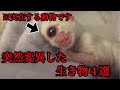 【閲覧注意】突然変異によって生まれた動物４選【一つ目の猫？】