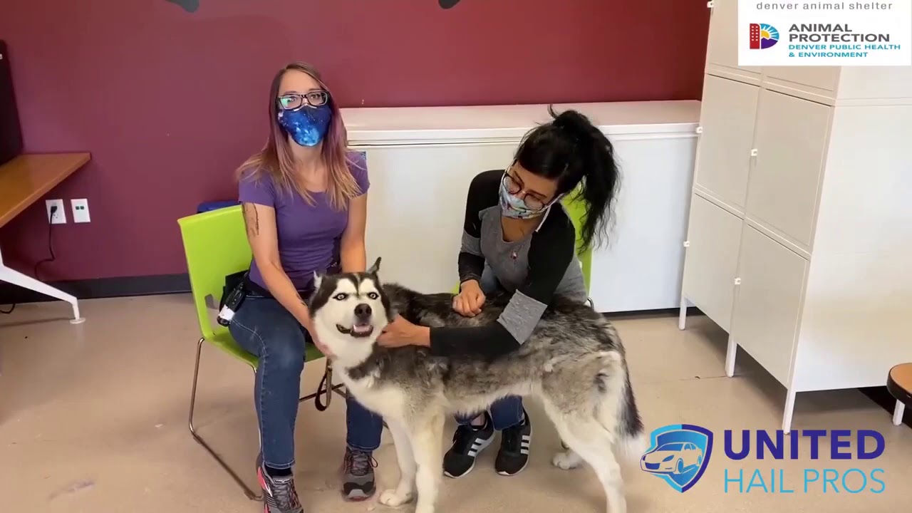 Denver Animal Shelter UHP