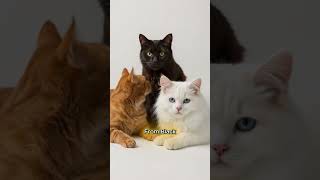 Cracking the Code: The Ultimate Cat Coat Color Guide 2025 Wealth