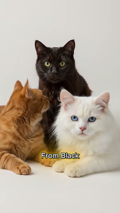 Cracking the Code: The Ultimate Cat Coat Color Guide 2025