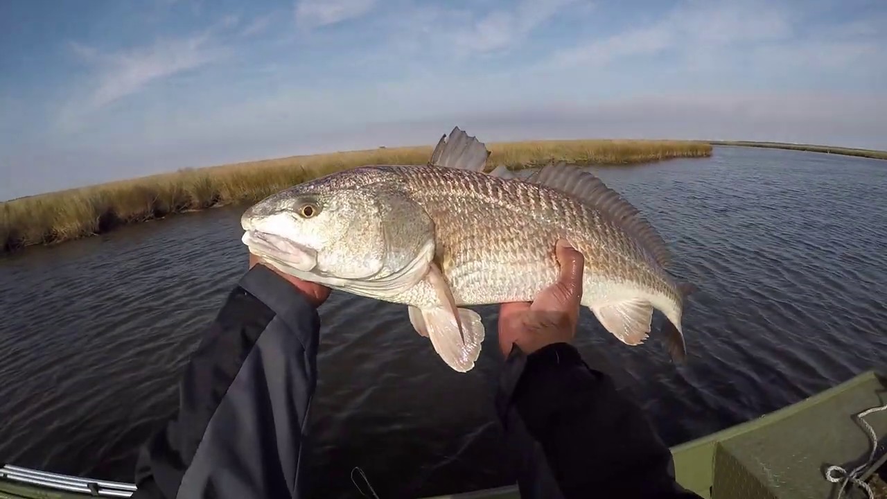 Catching redfish on gold spoons YouTube