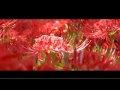 曼珠沙華