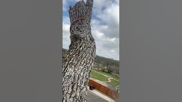 What is a arborist #arborist #treecare #arboristlife #stihl #treearborist #treeclimber #ropework