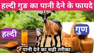 बकरी को हल्दी गुङ का पानी देने के फायदे #turmeric #jaggery #water #goat #goatfarming @vnsgoatfarm