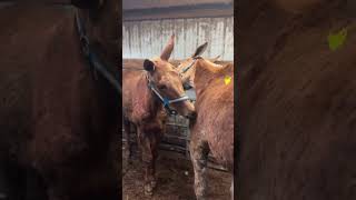 Bonded Mule Pair Headed To Slaughter