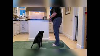 Tucker the Schipperke's Tricks by sophie Harrison 3,631 views 3 years ago 3 minutes, 23 seconds