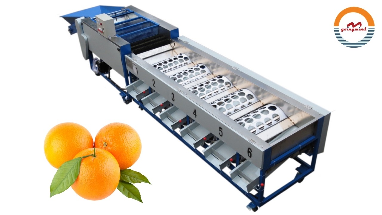 Automatic Small Scale Orange Washing and Size Grading Machine Citrus Tangerine Cleaning Sorting Line