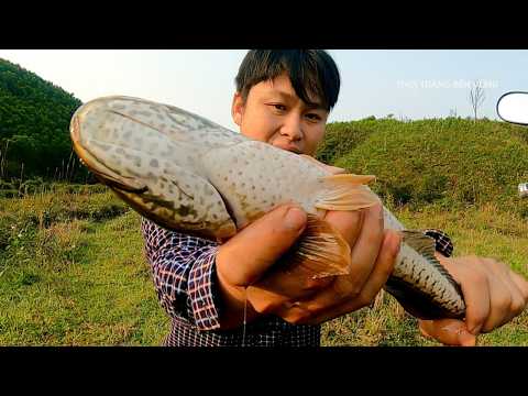 Catching Big Snakehead Fish with Setlines and Rod – Grilling Fresh Fish Outdoors