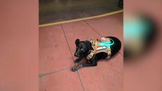 Montana veteran's service dog kicked out of restaurant