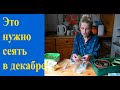 Что посеем и посадим в декабре