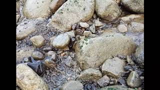 We Caught An Octopus Nanghuli Kami Ng Pugita