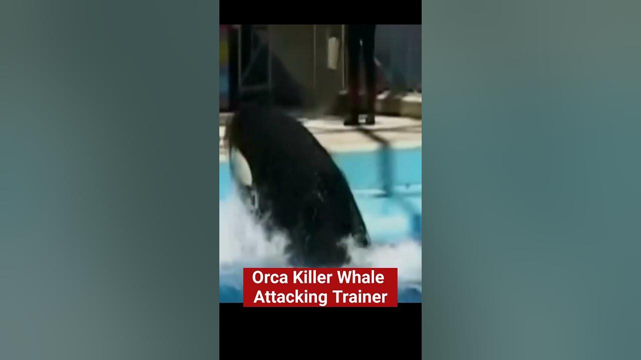 Killer Whale Attacks Trainer At Seaworld Orlando.This is why trainers