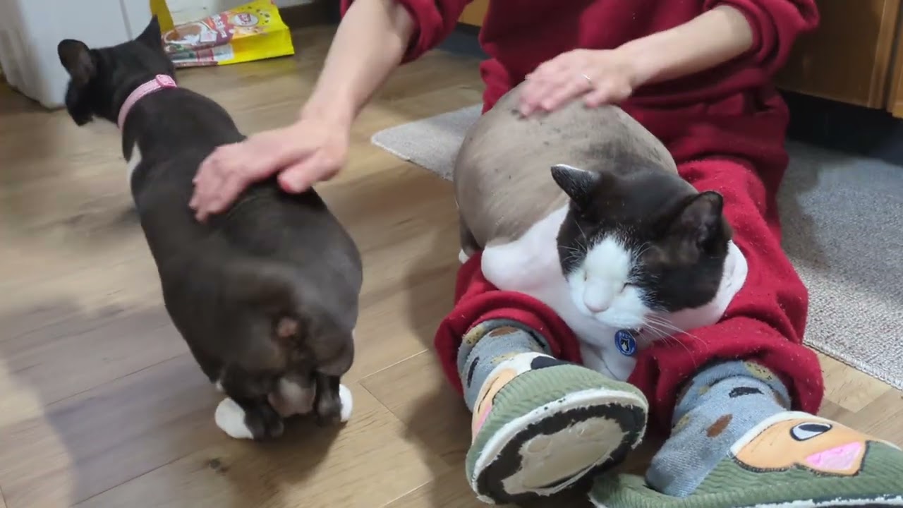 甘ったれる白黒王子コンビ