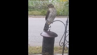 GIANT HAWK seeks and destroys sparrow in my front yard