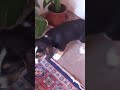 Babaanne Tiger'a çok sabırlı davrandı canım. Canım annem ya can can!...