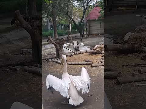 Одесса # мир животных # зоопарк # прогулка # весна.