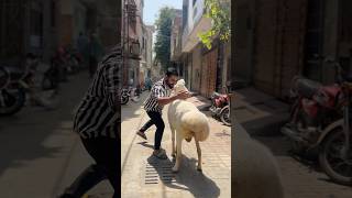Dumba Ko Nahla Dia ytshorts funny bakraeid qurbani shorts viral dumba petlover comedy