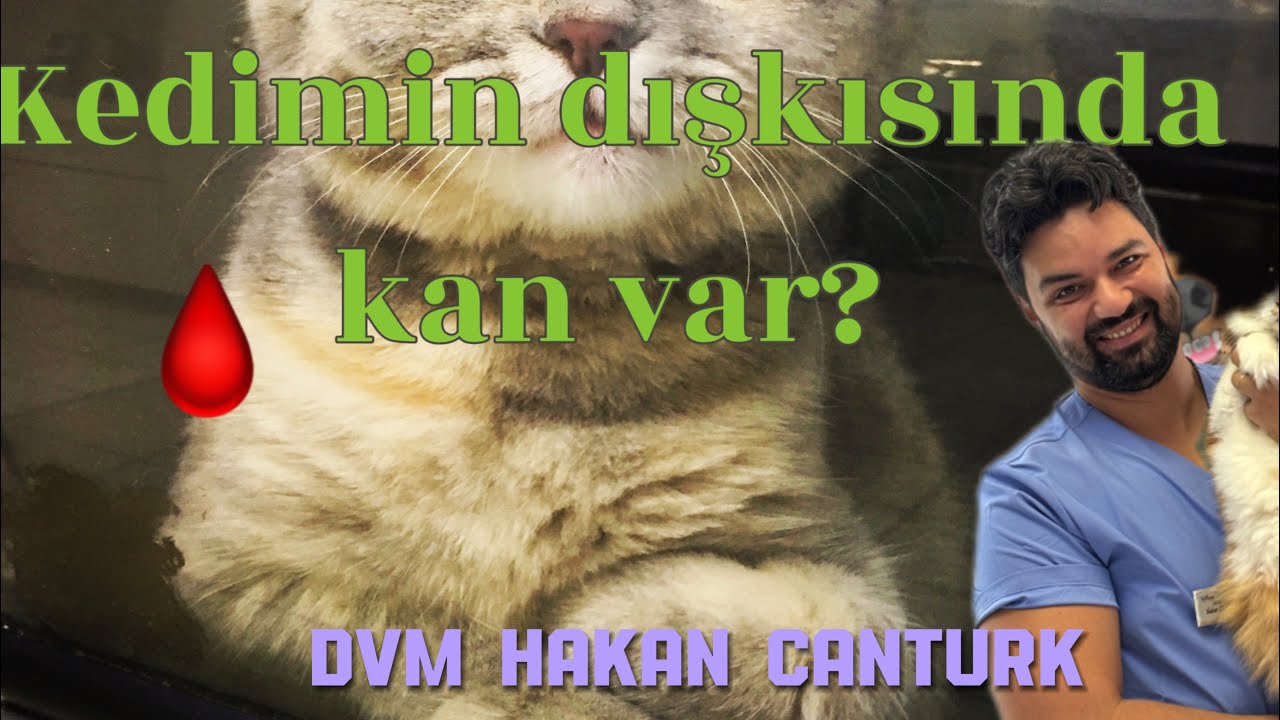 Kedimin dışkısında kan var? Kedilerde Kolit (Kalın bağırsak iltihaplanması)