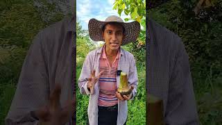 Así se siembra el plátano #plátano #campo #vida #viva #lafirmadonmiguel #viral