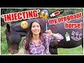 INJECTING My Pregnant Horse! | My Pregnant Horse Pt.5