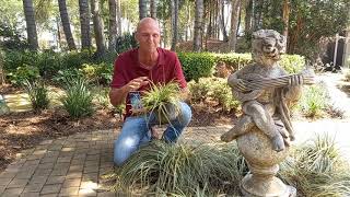 Plant Of The Week For 20 March 2021 Is The Carex Oshimensis Everest