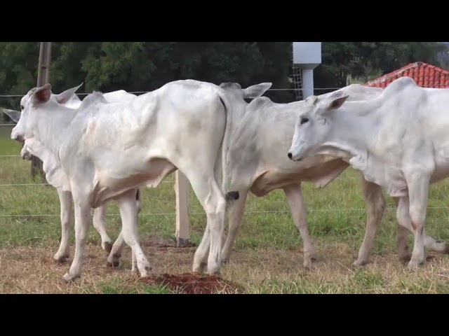 LOTE 41   92 366 381 449 304 mp4